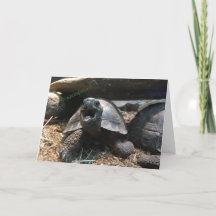 baby schildpad wenskaart (gefeliciteerd)