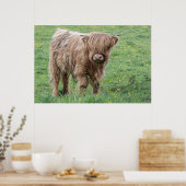 baby Schotse hoogland koe Poster (Keuken)