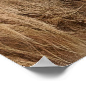 Baby Schotse hoogland koe Poster (Hoek)