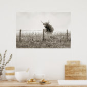Baby Schotse hoogland koe Poster (Keuken)