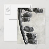 Baby Screech Owls Briefkaart (Voorkant / Achterkant)