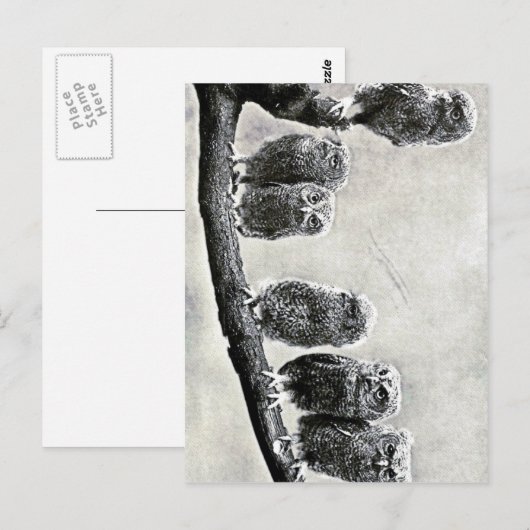 Baby Screech Owls Briefkaart (Voorkant / Achterkant)
