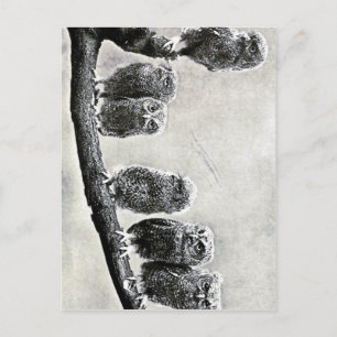 Baby Screech Owls Briefkaart