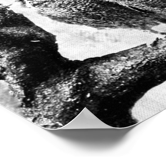 Baby Screech Owls Poster (Hoek)