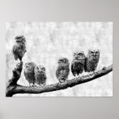 Baby Screech Owls Poster (Voorkant)