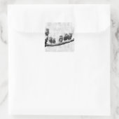 Baby Screech Owls Sticker (Tas)