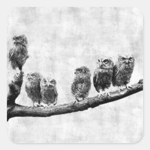 Baby Screech Owls Sticker