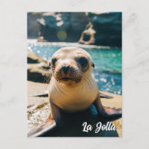 Baby Sea Lion La Jolla California Postcard