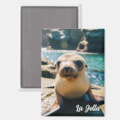 Baby Sea Lion La Jolla California Postcard Magneet (Voorkant / Achterkant)