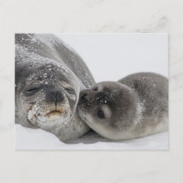 Baby Seal Kissingmam Briefkaart