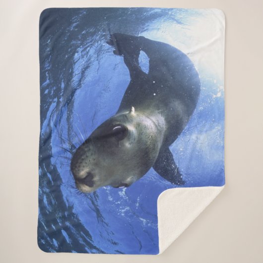 BABY SEAL SHERPA DEKEN (Voorkant)