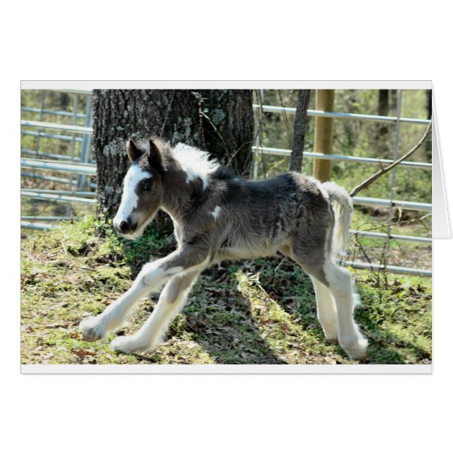 Baby Shaolin 2 (Voorkant Horizontaal)