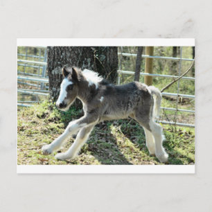 Baby Shaolin 2 Briefkaart