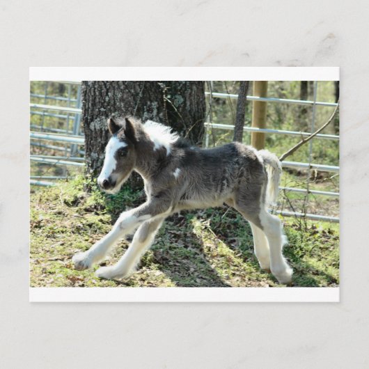 Baby Shaolin 2 Briefkaart (Voorkant)