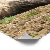 Baby Sheep Mount Vernon Estate April 2007 Poster (Hoek)