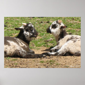 Baby Sheep Mount Vernon Estate April 2007 Poster