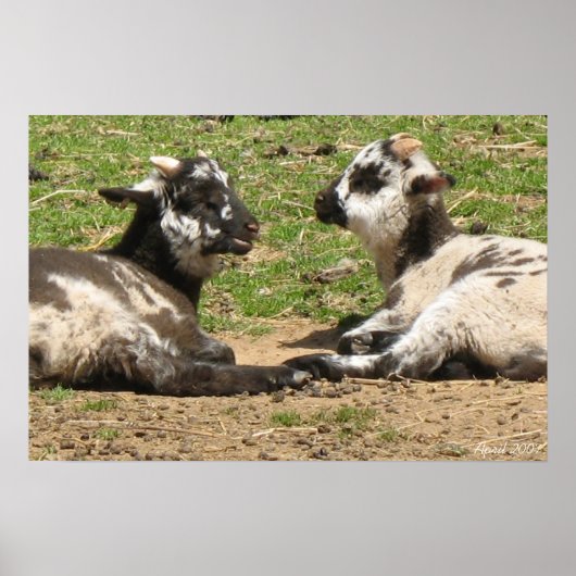 Baby Sheep Mount Vernon Estate April 2007 Poster (Voorkant)