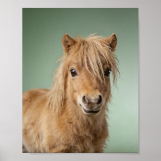 Baby Shetland Pony Portret – Mooie Dieren voor de Poster