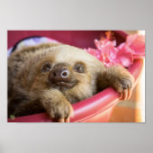 Baby Sloth Poster (Voorkant)