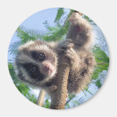 Baby Slow Loris Magneet (Voorkant)