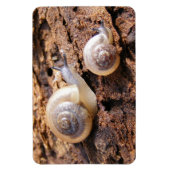 Baby Snails Magneet (Verticaal)