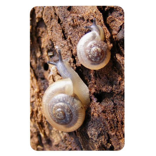Baby Snails Magneet (Verticaal)