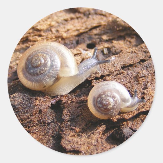 Baby Snails Sticker (Voorkant)