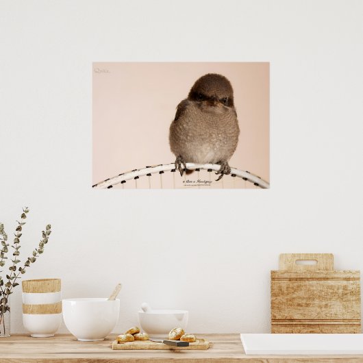 Baby Sparrow Poster (Keuken)