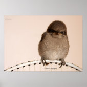 Baby Sparrow Poster (Voorkant)