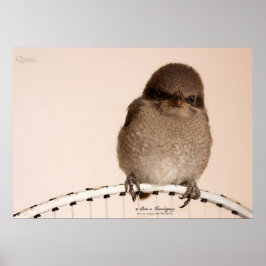 Baby Sparrow Poster