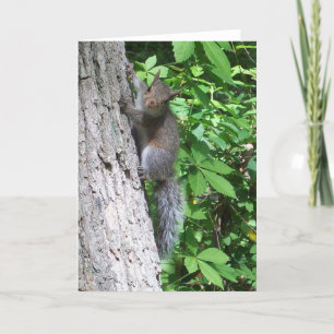 "Baby Squirrel" Kaart