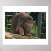 Baby Stappen Poster (Voorkant)