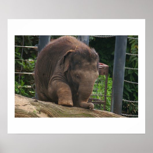 Baby Stappen Poster (Voorkant)