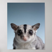 Baby Sugar Glider Portret – Mooie Dierentuin voor