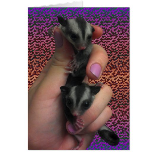 Baby Sugar Gliders Kaart die Twins Kaart verwacht (Voorkant)