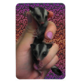 Baby Sugar Gliders Photo Magnet Magneet (Verticaal)