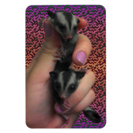 Baby Sugar Gliders Photo Magnet Magneet