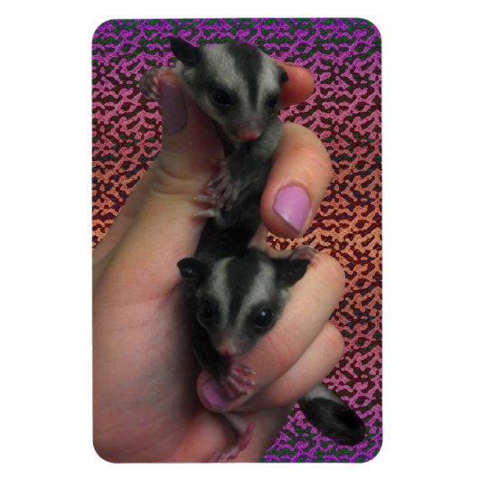 Baby Sugar Gliders Photo Magnet Magneet (Verticaal)