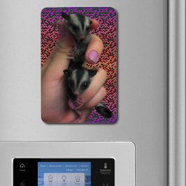 Baby Sugar Gliders Photo Magnet Magneet