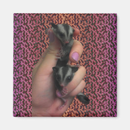 Baby Suiker Glider Magnet