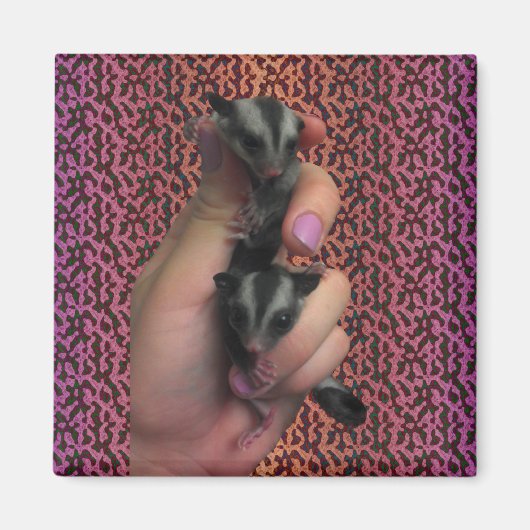 Baby Suiker Glider Magnet (Voorkant)