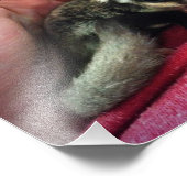 Baby Suiker Glider Print Foto Afdruk (Hoek)