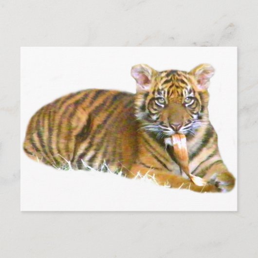 Baby Sumatran Cub_ Briefkaart (Voorkant)