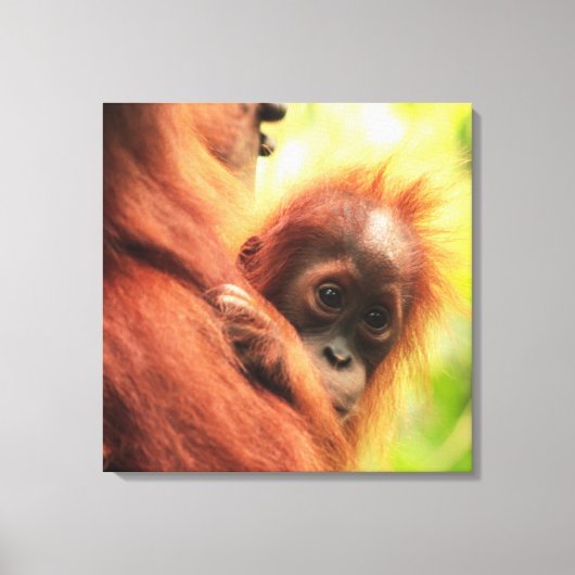 Baby Sumatran Orangutan Canvas Afdruk (Voorkant)