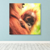 Baby Sumatran Orangutan Canvas Afdruk (Insitu (Houten vloer))