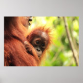 Baby Sumatran Orangutan Poster (Voorkant)