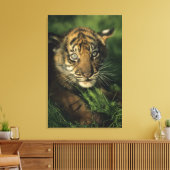 Baby Sumatran Tiger Canvas Afdruk (Insitu (Woonkamer))