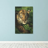 Baby Sumatran Tiger Canvas Afdruk (Insitu (Houten vloer))