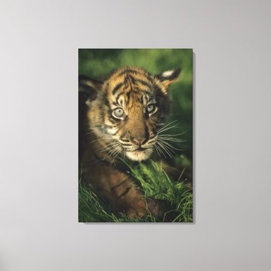 Baby Sumatran Tiger Canvas Afdruk (Voorkant)