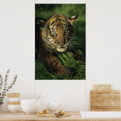 Baby Sumatran Tiger Poster (Keuken)
